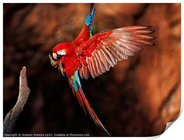 Red-and-green Macaw in the Pantanal, Brazil Print by Graham Prentice