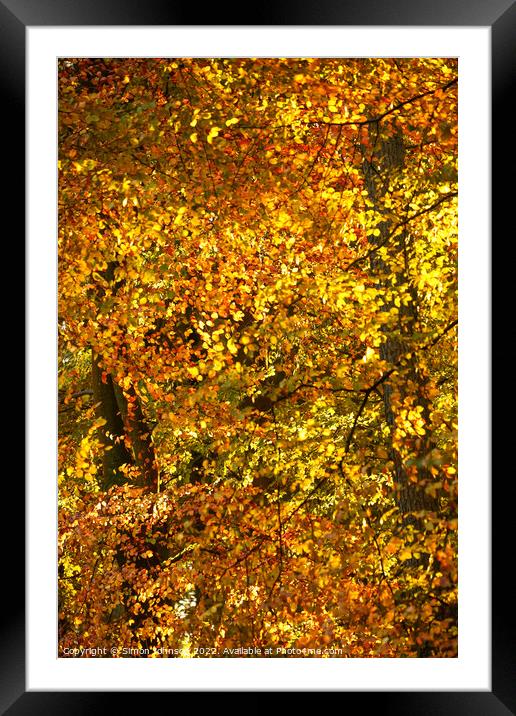 Autumn colour Framed Mounted Print by Simon Johnson