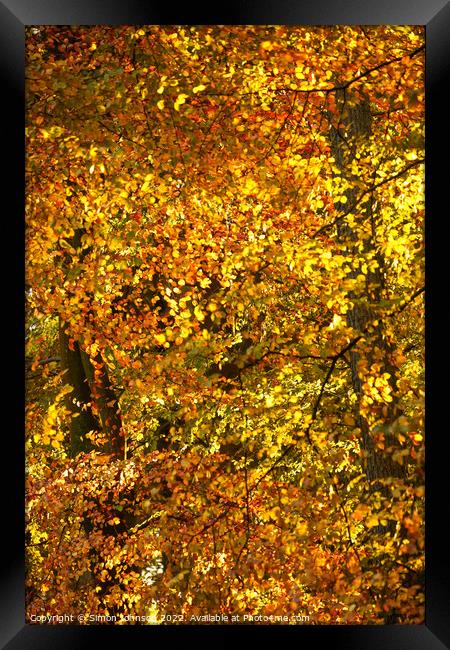 Autumn colour Framed Print by Simon Johnson