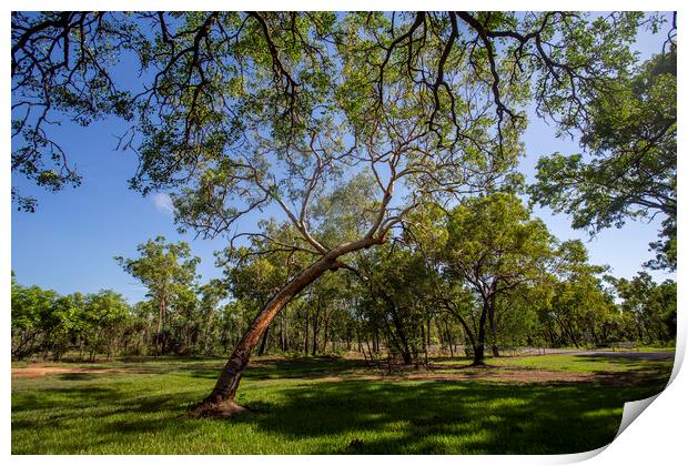 Monsoon Forest Landscape at Batchelor Print by Antonio Ribeiro