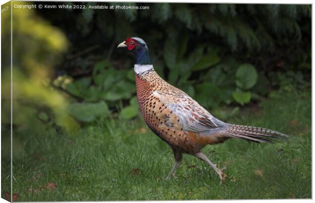 Pheasant in the garden Canvas Print by Kevin White