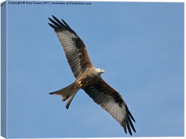 Red kite soaring Canvas Print by Gary Eason