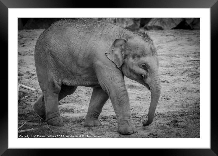 Baby Asian Elephant Framed Mounted Print by Darren Wilkes