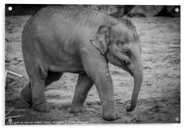 Baby Asian Elephant Acrylic by Darren Wilkes