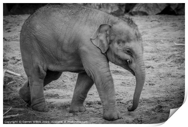 Baby Asian Elephant Print by Darren Wilkes