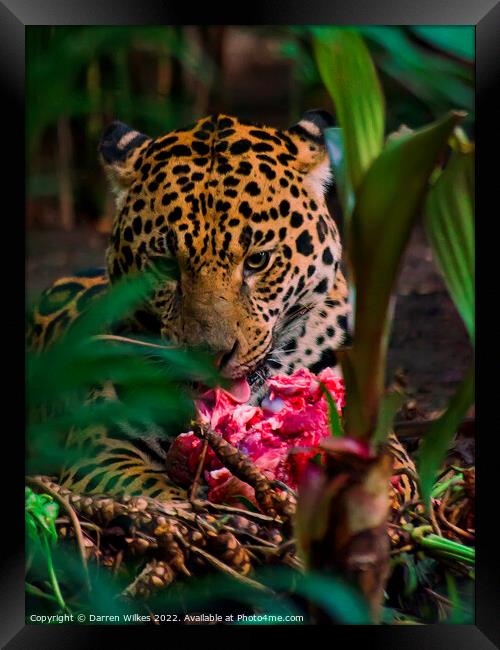 Jaguar eating meat  Framed Print by Darren Wilkes