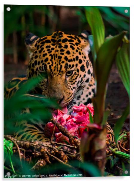 Jaguar eating meat  Acrylic by Darren Wilkes