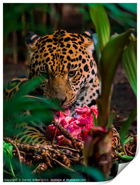 Jaguar eating meat  Print by Darren Wilkes