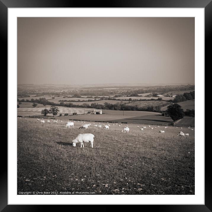 Sheep in the Cotswold landscape Framed Mounted Print by Chris Rose