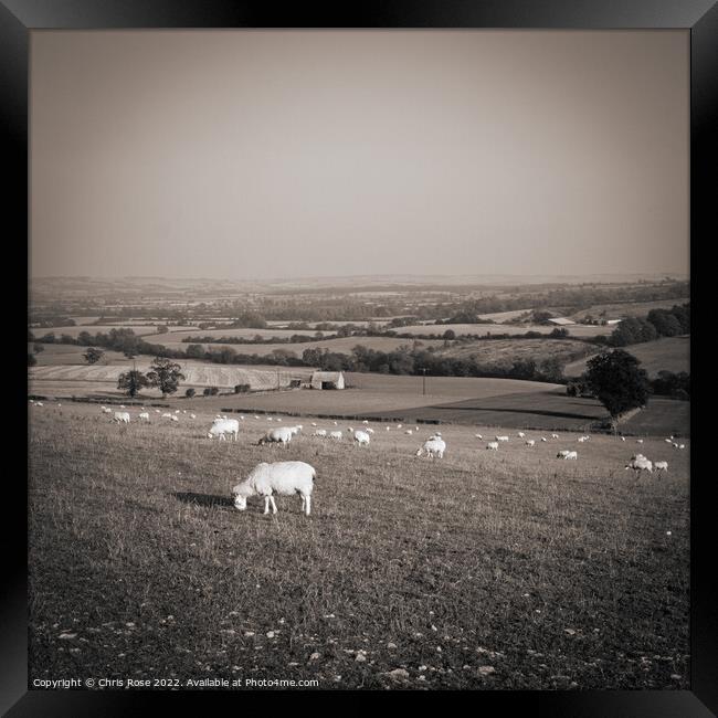 Sheep in the Cotswold landscape Framed Print by Chris Rose