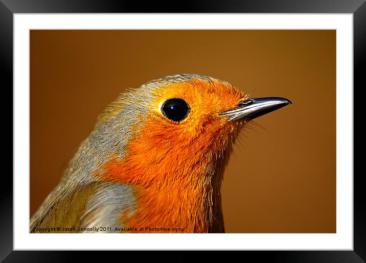 Robin Redbreast Framed Mounted Print by Jason Connolly