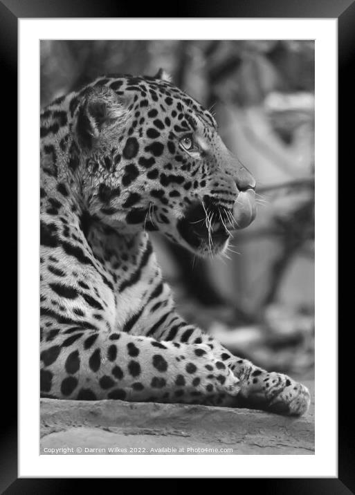 Jaguar in black and white  Framed Mounted Print by Darren Wilkes