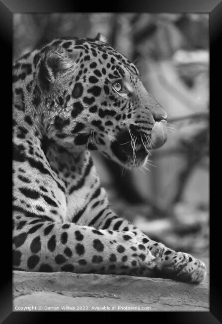 Jaguar in black and white  Framed Print by Darren Wilkes
