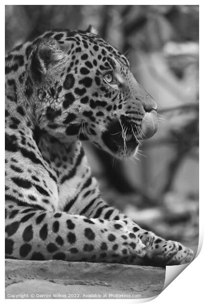 Jaguar in black and white  Print by Darren Wilkes