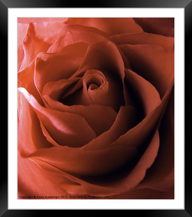 rose red Framed Mounted Print by Fiona Messenger