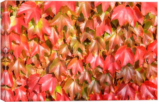 The reds and golds of autumn. Canvas Print by David Birchall