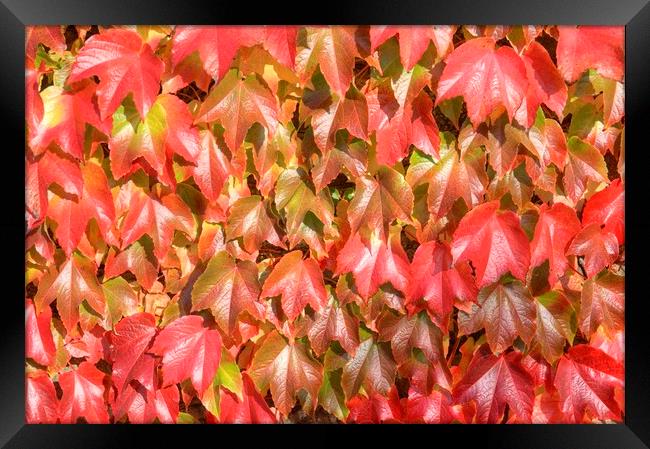 The reds and golds of autumn. Framed Print by David Birchall