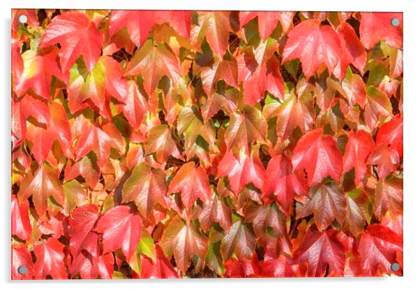 The reds and golds of autumn. Acrylic by David Birchall