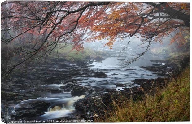 Trees Overhanging the River Tees on a Misty Autumnal Day, North  Canvas Print by David Forster