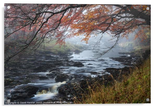 Trees Overhanging the River Tees on a Misty Autumnal Day, North  Acrylic by David Forster