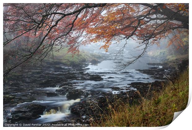 Trees Overhanging the River Tees on a Misty Autumnal Day, North  Print by David Forster