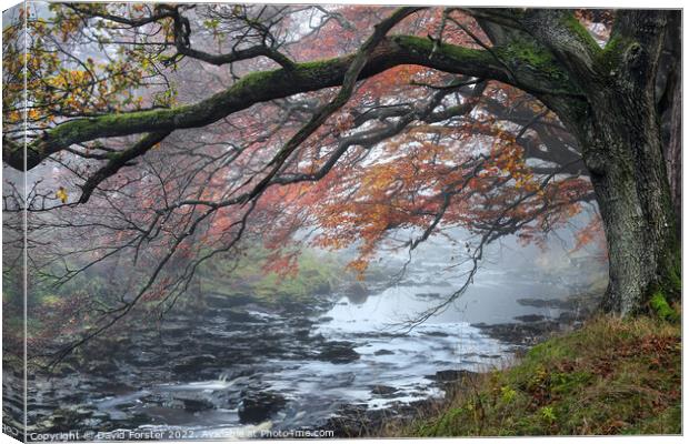 Trees Overhanging the River Tees on a Misty Autumnal Day Canvas Print by David Forster