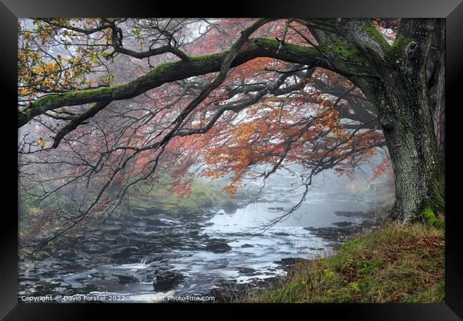 Trees Overhanging the River Tees on a Misty Autumnal Day Framed Print by David Forster
