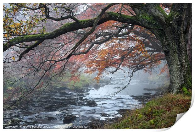 Trees Overhanging the River Tees on a Misty Autumnal Day Print by David Forster