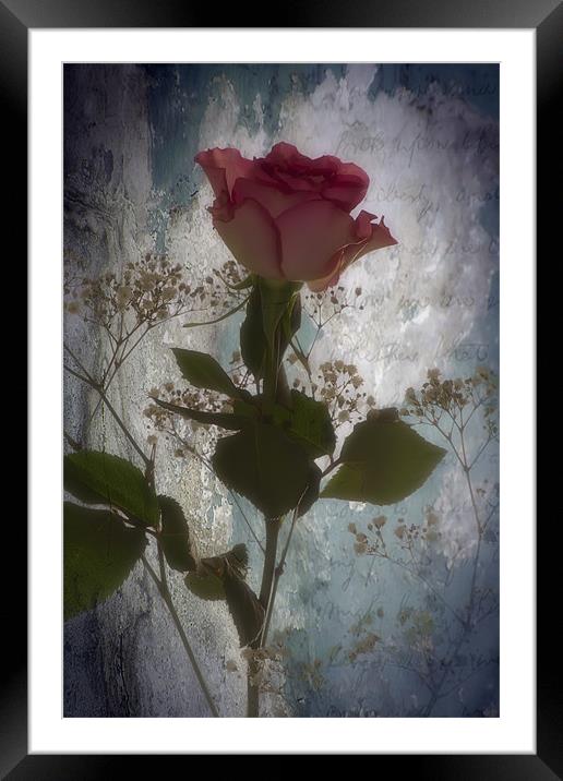 Rose Framed Mounted Print by Sam Smith