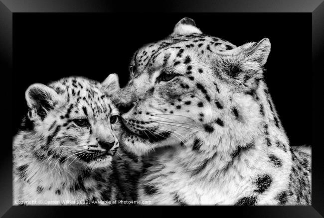 Snow Leopard Mother And Baby Framed Print by Darren Wilkes