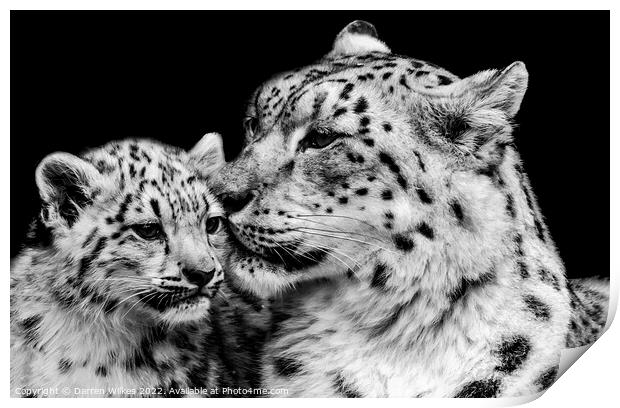 Snow Leopard Mother And Baby Print by Darren Wilkes