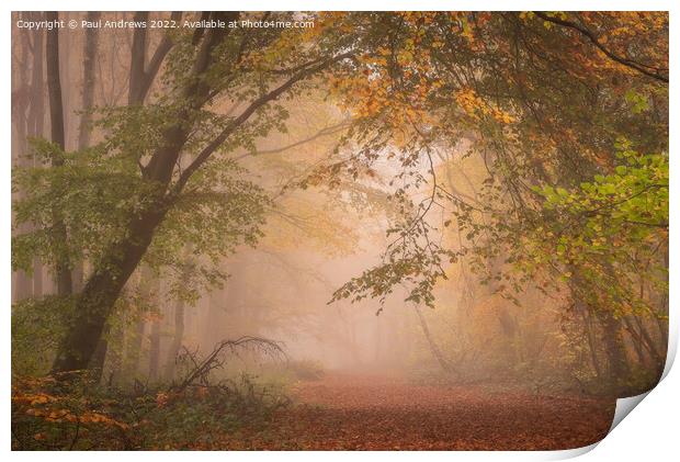 Whitwell woods Print by Paul Andrews