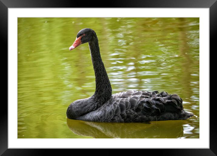 Black Swan In The Lake Framed Mounted Print by Artur Bogacki