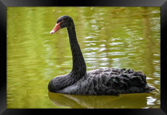 Black Swan In The Lake Framed Print by Artur Bogacki