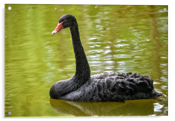 Black Swan In The Lake Acrylic by Artur Bogacki