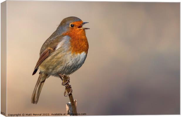 Animal bird Robin Canvas Print by Matt Pennal