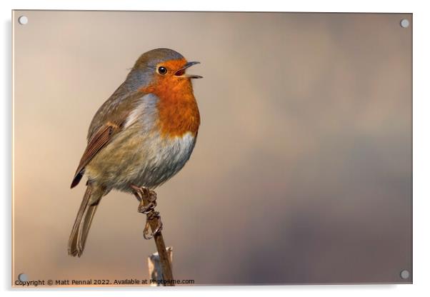 Animal bird Robin Acrylic by Matt Pennal