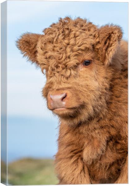 Highland Calf Canvas Print by Images of Devon