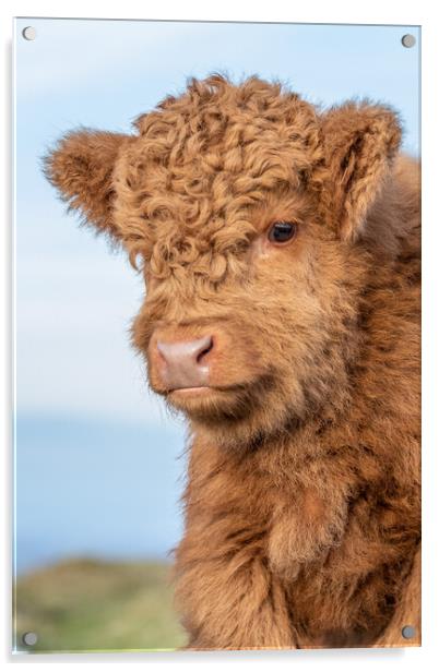 Highland Calf Acrylic by Images of Devon