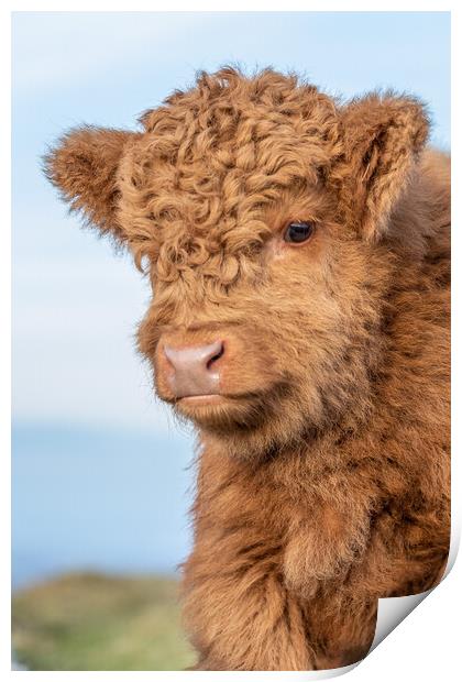 Highland Calf Print by Images of Devon