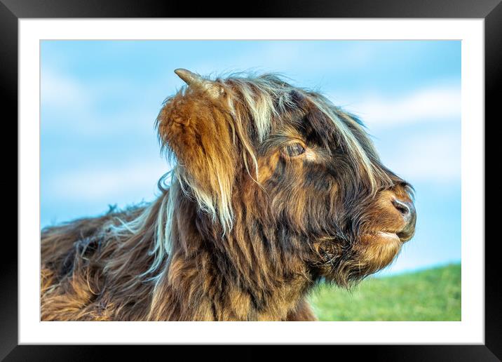 A close up of a highland cow Framed Mounted Print by Images of Devon