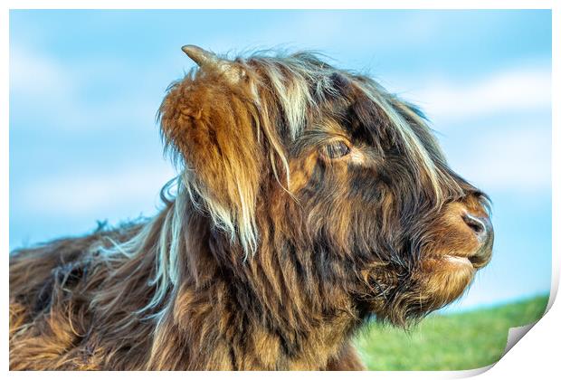 A close up of a highland cow Print by Images of Devon