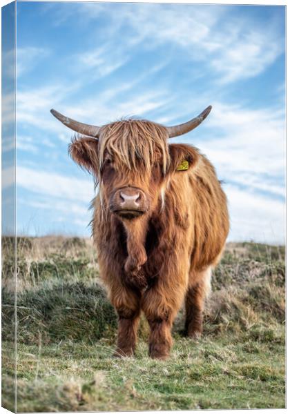 Highland cow portrait Canvas Print by Images of Devon