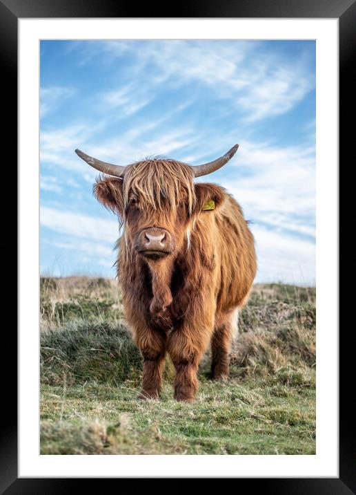 Highland cow portrait Framed Mounted Print by Images of Devon