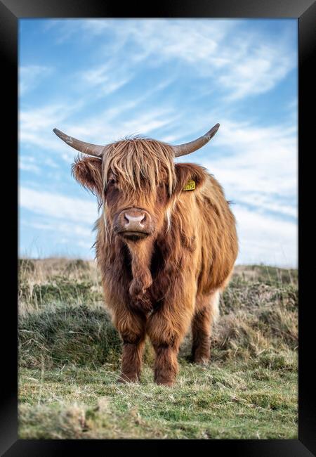Highland cow portrait Framed Print by Images of Devon