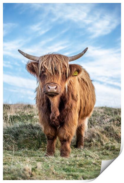 Highland cow portrait Print by Images of Devon