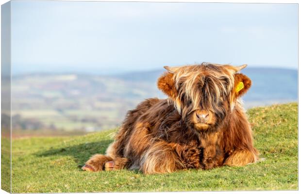 Highland calf Canvas Print by Images of Devon