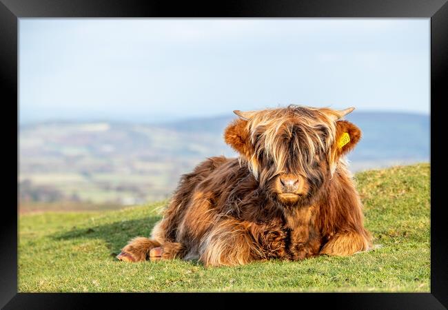 Highland calf Framed Print by Images of Devon