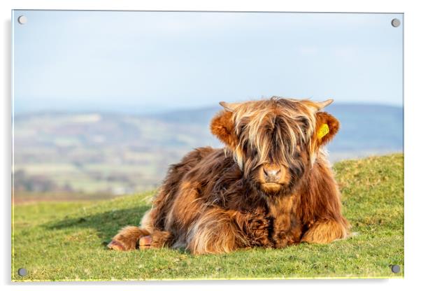 Highland calf Acrylic by Images of Devon