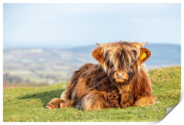 Highland calf Print by Images of Devon